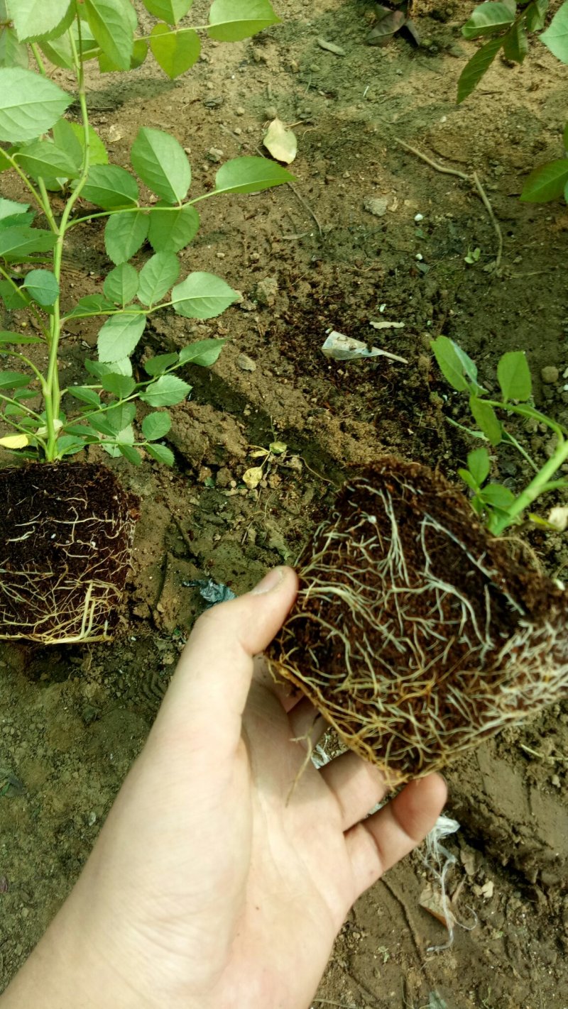 灌木类阳台植物盆栽法国克劳德莫奈月季绿植花苗