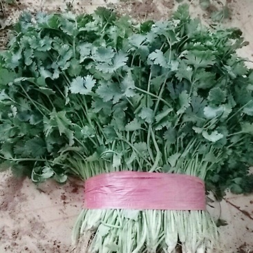 各种蔬菜大蒜蒜薹香菜紫甘蓝菜花西兰花白菜