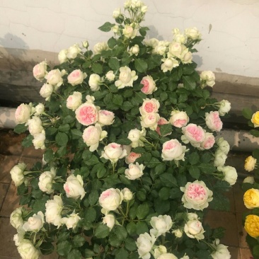 门廊绒球欧洲灌木类微型月季花苗阳台盆栽植物花卉蔷薇