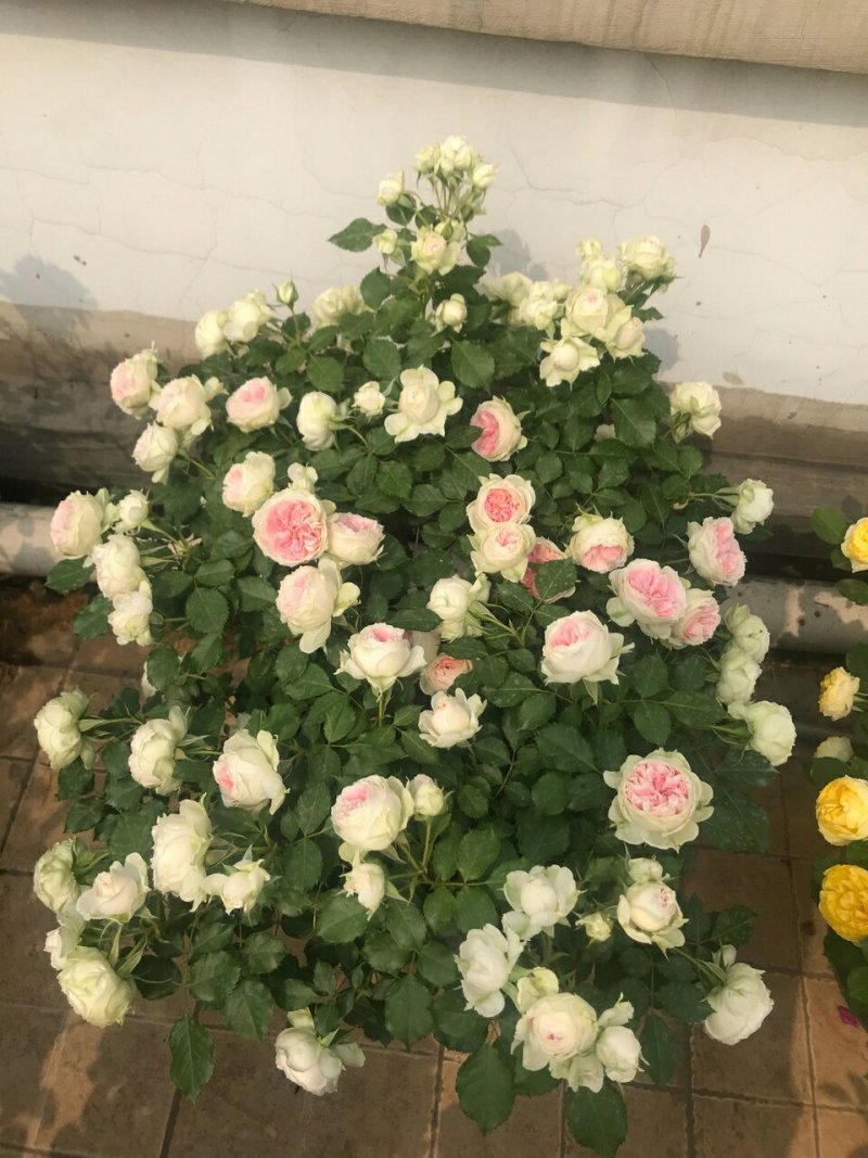 门廊绒球欧洲灌木类微型月季花苗阳台盆栽植物花卉蔷薇