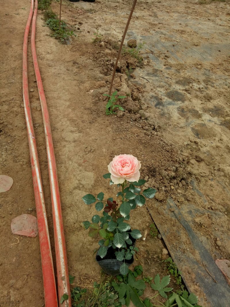 门廊绒球欧洲灌木类微型月季花苗阳台盆栽植物花卉蔷薇