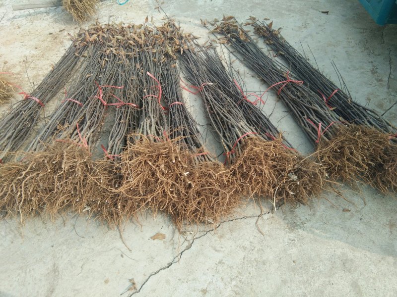 【包邮】苹果苗新品种露利苹果苗山东露利苹果苗基地苹果苗