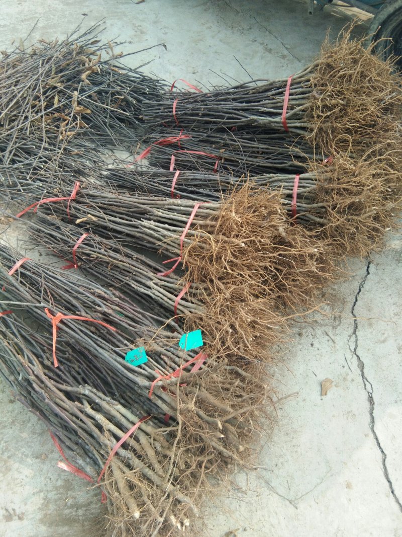 【包邮】苹果苗新品种露利苹果苗山东露利苹果苗基地苹果苗