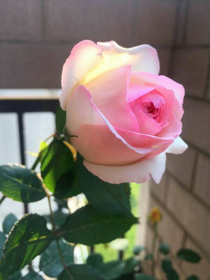 粉色龙沙宝石切花月季花月季玫瑰月季粉龙阳台月季多