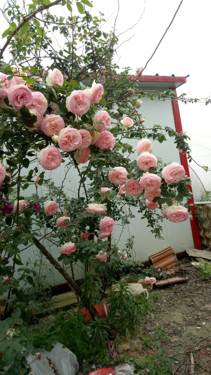 粉色龙沙宝石切花月季花月季玫瑰月季粉龙阳台月季多