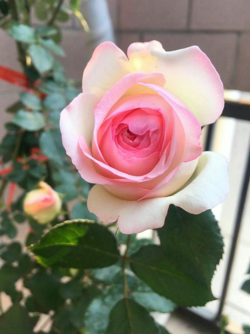 粉色龙沙宝石切花月季花月季玫瑰月季粉龙阳台月季多