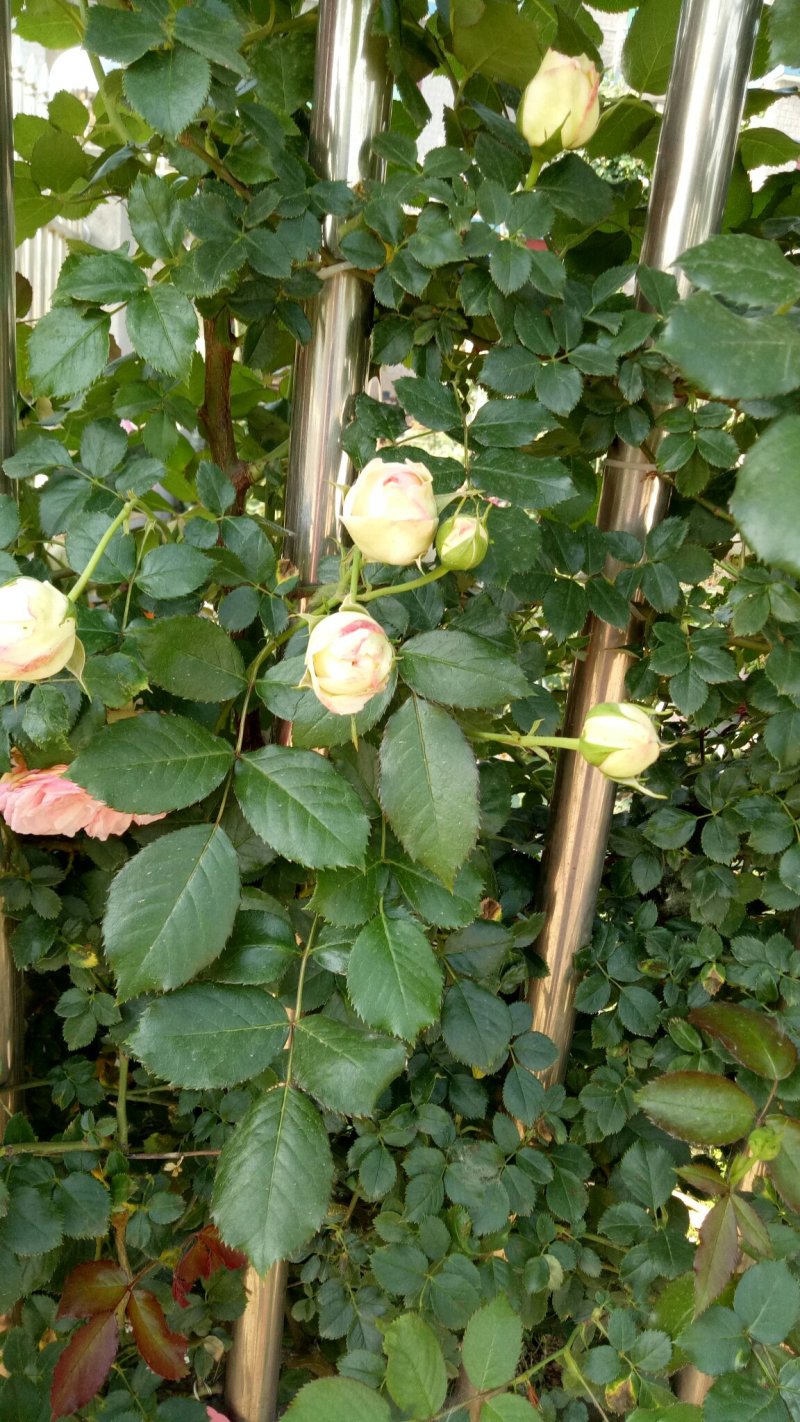 粉色龙沙宝石切花月季花月季玫瑰月季粉龙阳台月季多