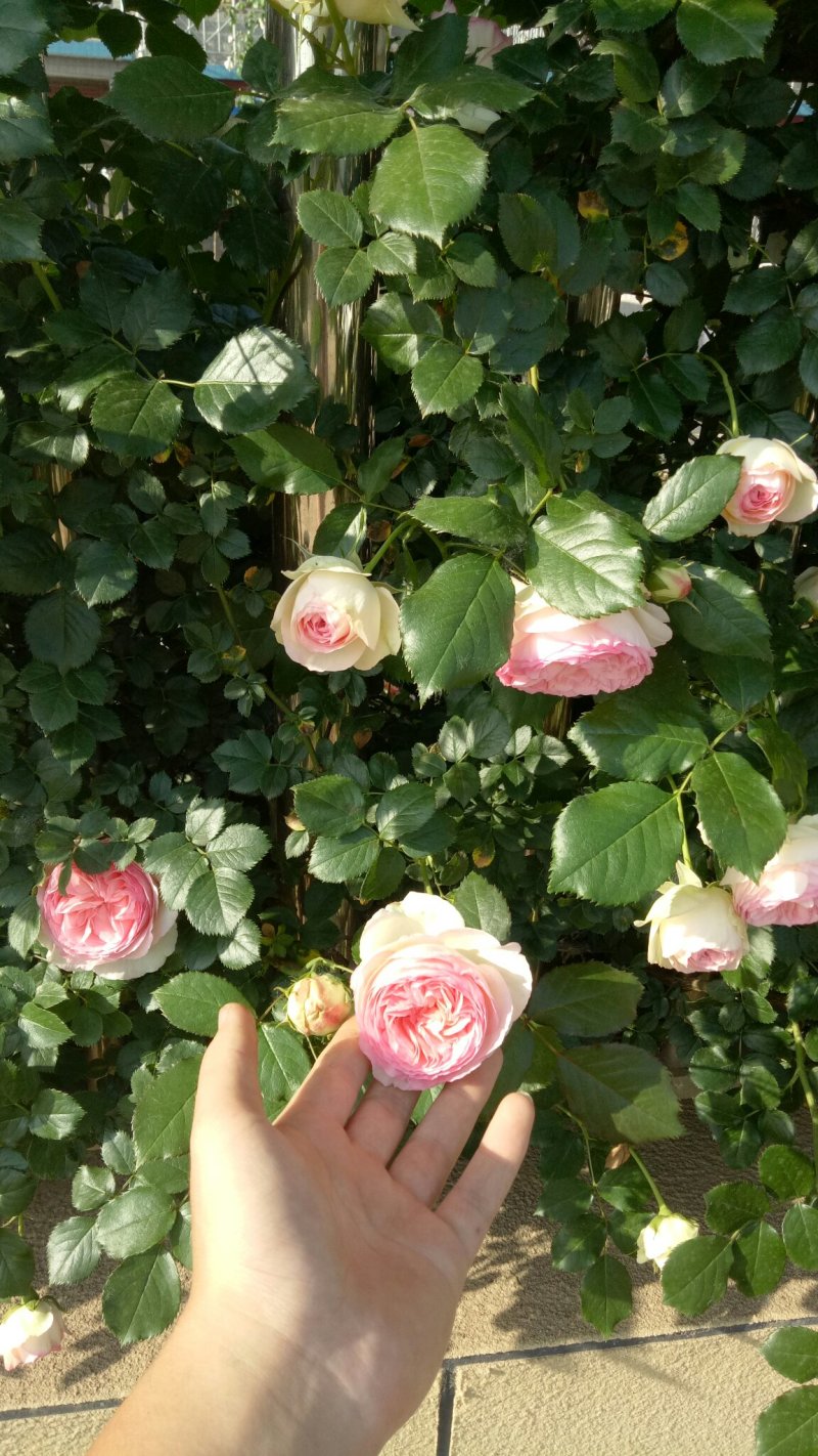 粉色龙沙宝石切花月季花月季玫瑰月季粉龙阳台月季多