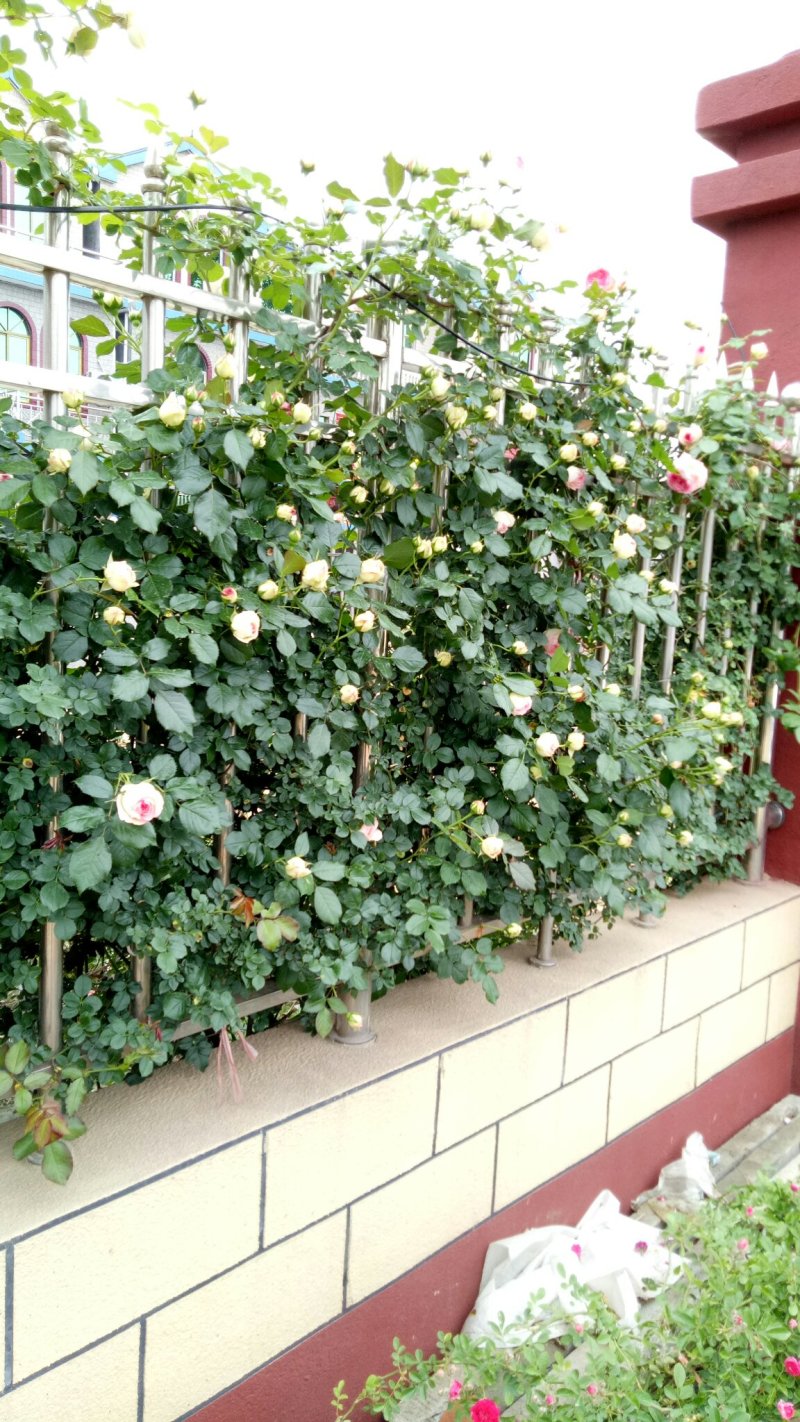 粉色龙沙宝石切花月季花月季玫瑰月季粉龙阳台月季多