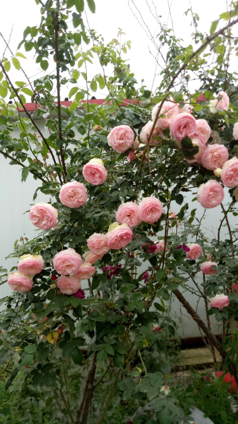 粉色龙沙宝石切花月季花月季玫瑰月季粉龙阳台月季多