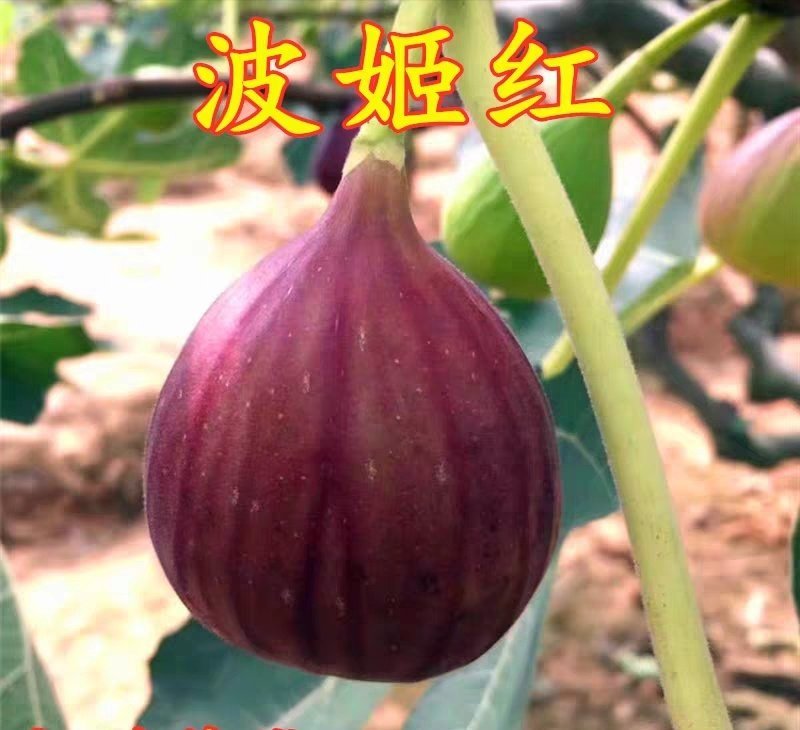 波姬红无花果苗