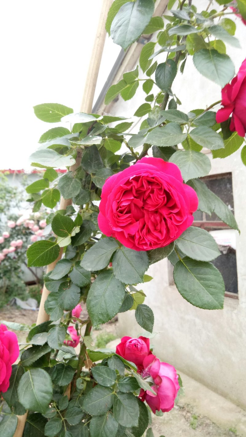 藤本月季红龙沙宝石攀援爬藤绿植四季多花蔷薇花苗