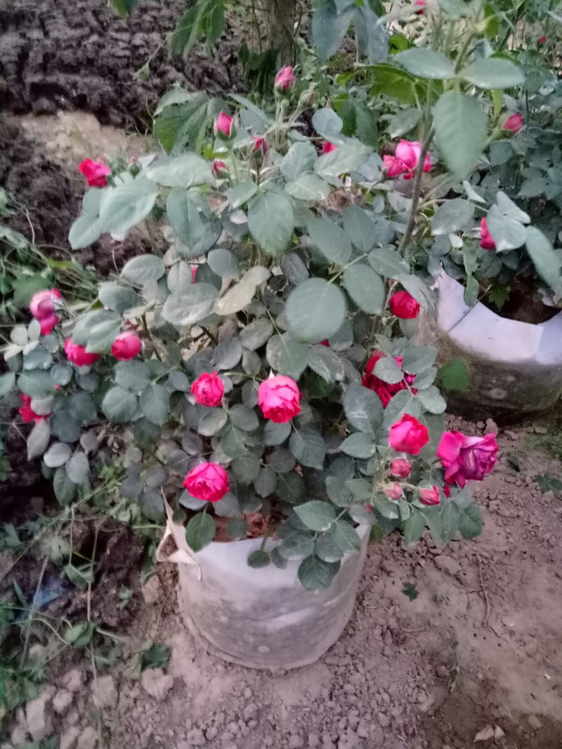 藤本月季红龙沙宝石攀援爬藤绿植四季多花蔷薇花苗