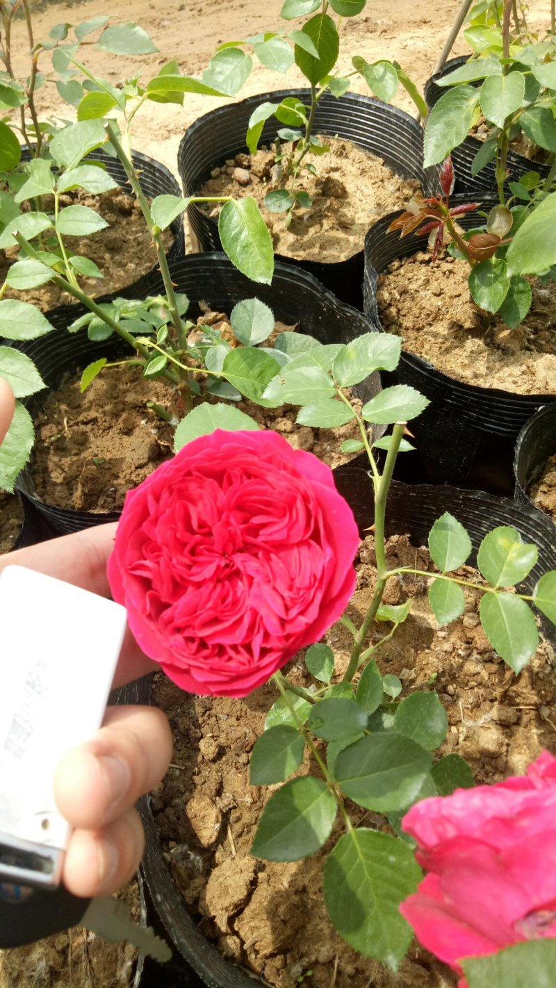 藤本月季红龙沙宝石攀援爬藤绿植四季多花蔷薇花苗