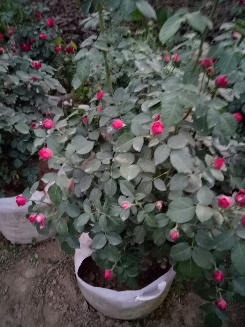 藤本月季红龙沙宝石攀援爬藤绿植四季多花蔷薇花苗