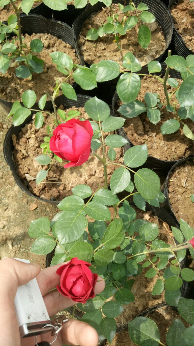 藤本月季红龙沙宝石攀援爬藤绿植四季多花蔷薇花苗