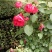 藤本月季红龙沙宝石攀援爬藤绿植四季多花蔷薇花苗