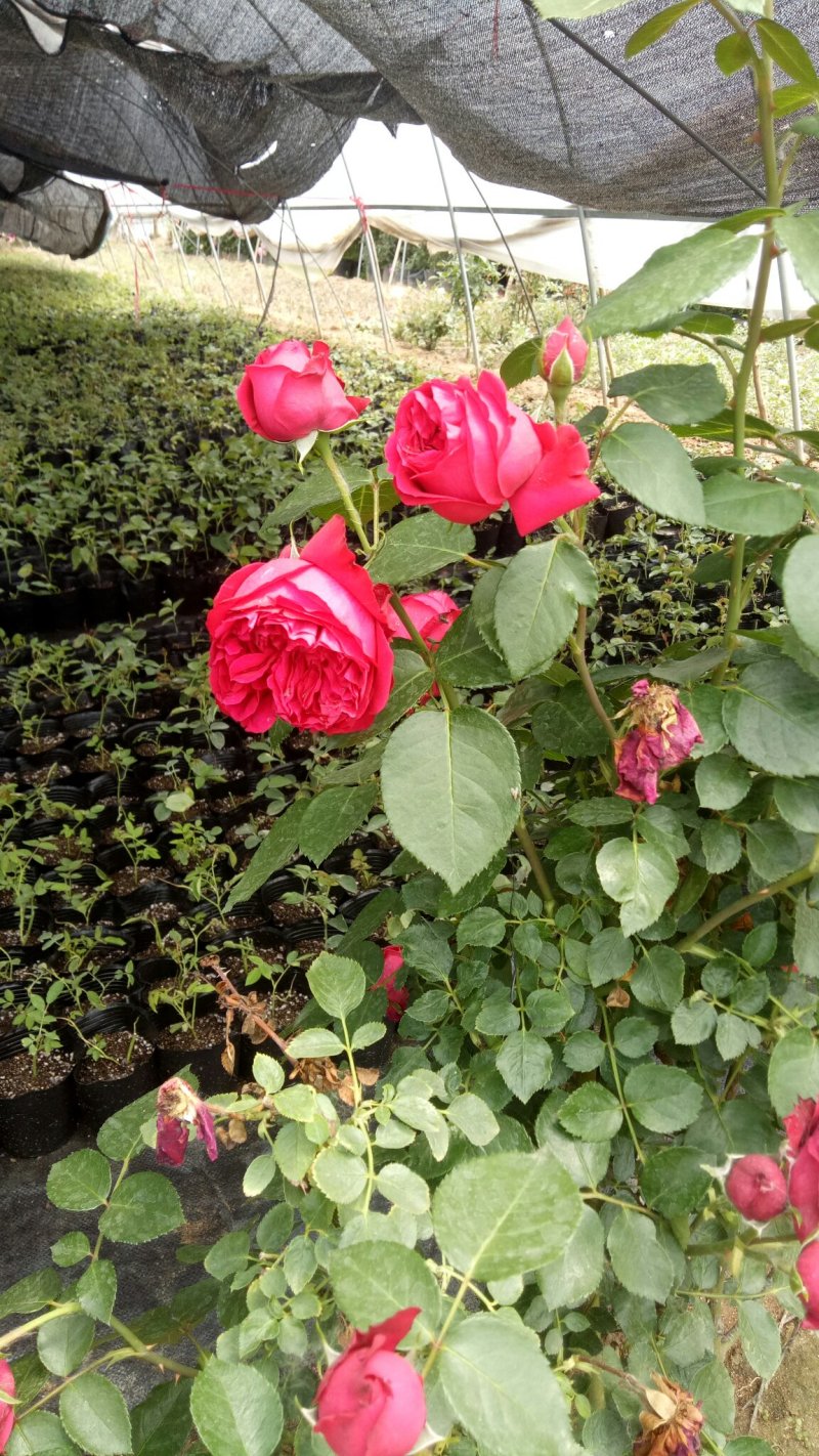 藤本月季红龙沙宝石攀援爬藤绿植四季多花蔷薇花苗