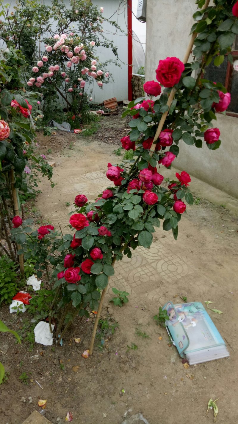 藤本月季红龙沙宝石攀援爬藤绿植四季多花蔷薇花苗