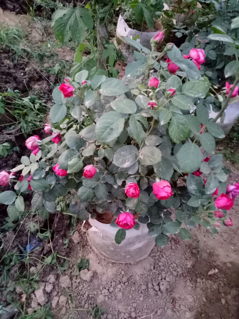 藤本月季红龙沙宝石攀援爬藤绿植四季多花蔷薇花苗