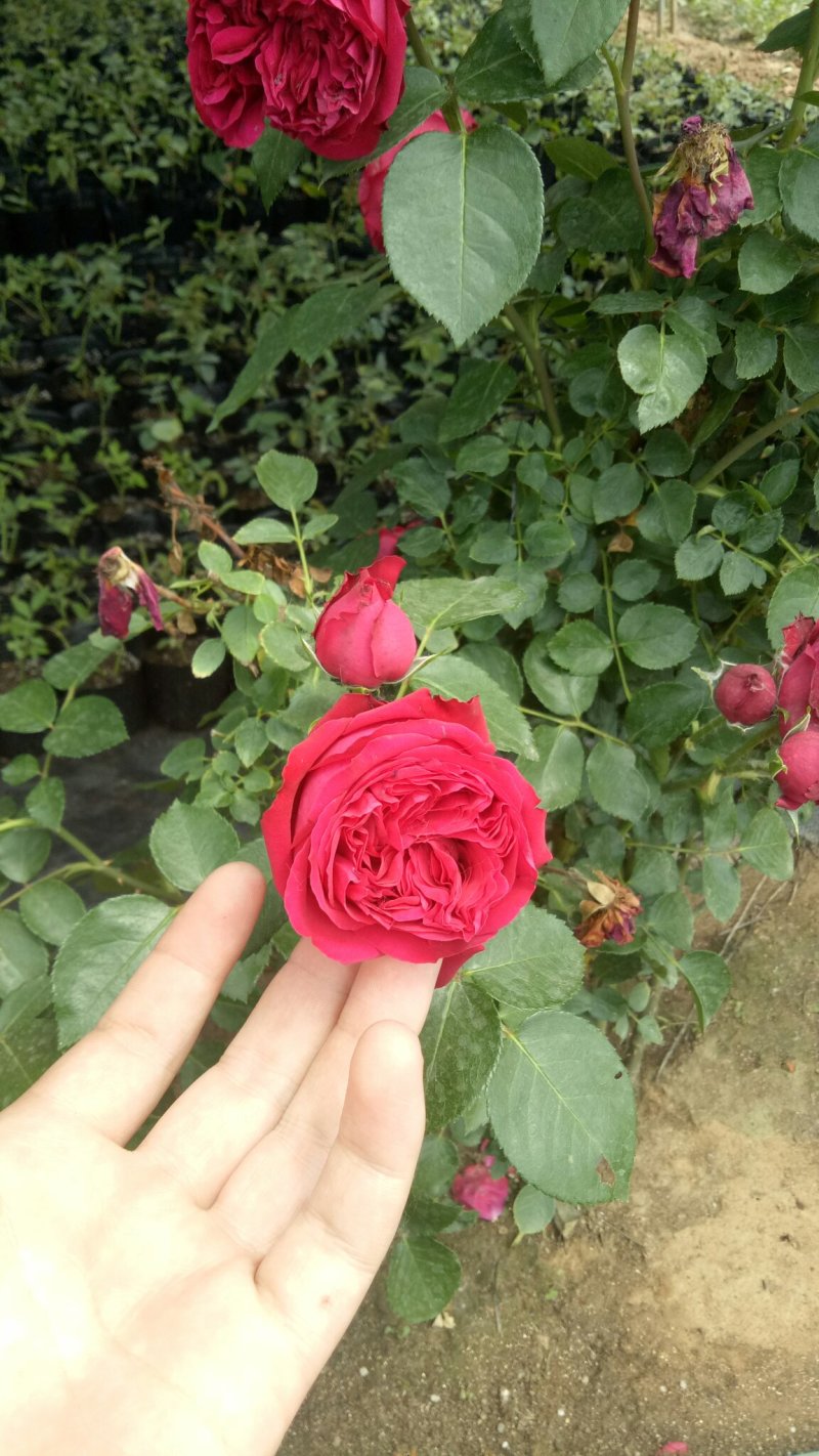 藤本月季红龙沙宝石攀援爬藤绿植四季多花蔷薇花苗