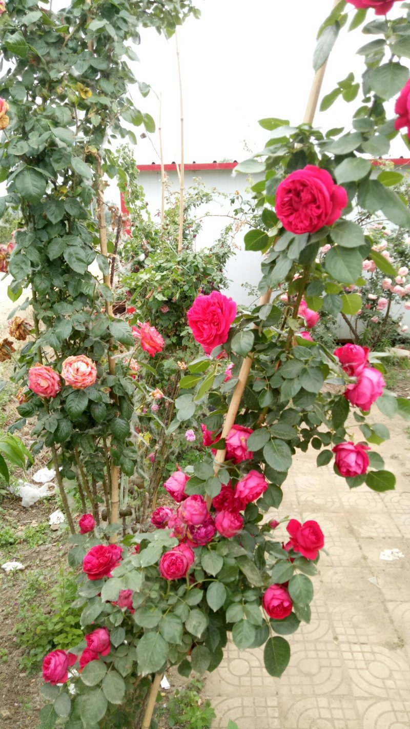 藤本月季红龙沙宝石攀援爬藤绿植四季多花蔷薇花苗