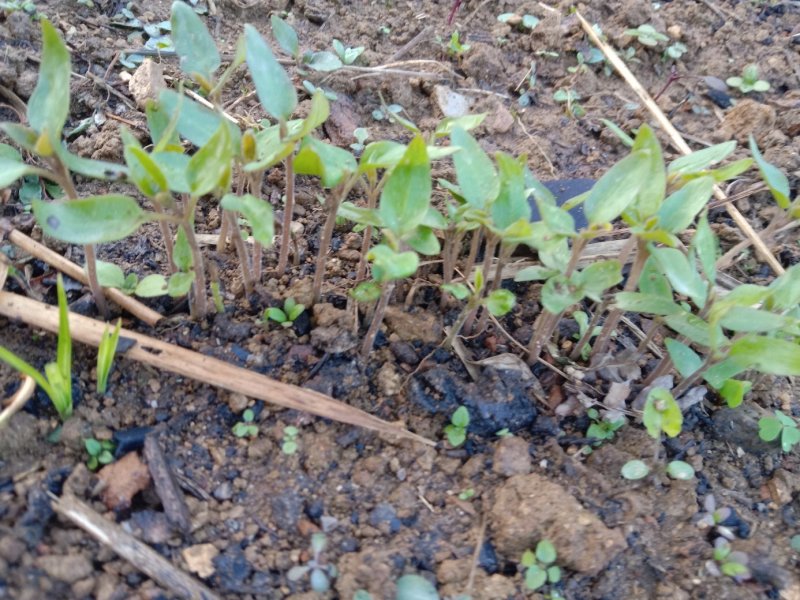 大树番茄苗