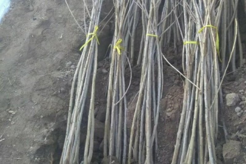 ，俄8大樱桃苗，自家树苗，品种保纯。保证成活率