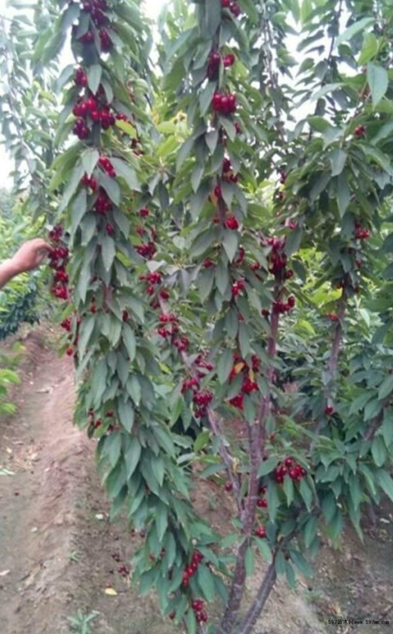 ，俄8大樱桃苗，自家树苗，品种保纯。保证成活率