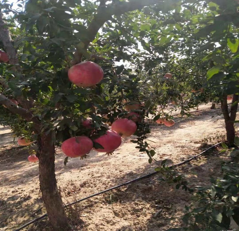 突尼斯软籽石榴树苗，大红袍石榴苗，泰山一号2，3，5公分
