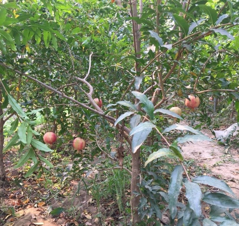 果石榴树泰山红石榴，红宝石，突尼斯软籽石榴树。2，5公分