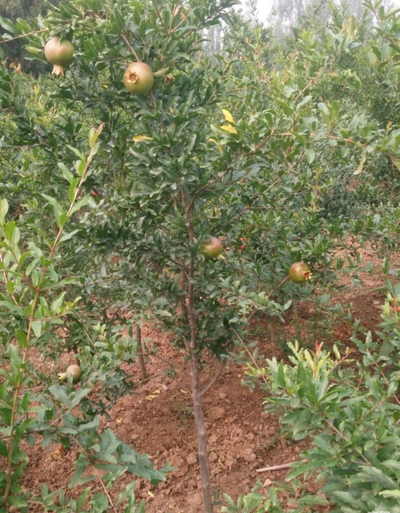 果石榴树泰山红石榴，红宝石，突尼斯软籽石榴树。2，5公分