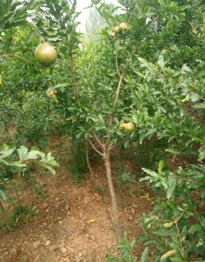 果石榴树泰山红石榴，红宝石，突尼斯软籽石榴树。2，5公分