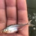 大量供应巴沙鱼水花