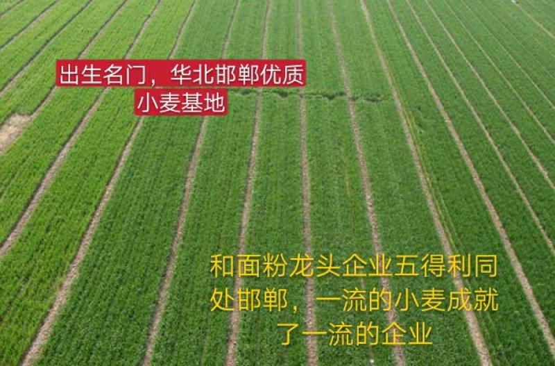 全麦面粉，小麦全营养面粉，农家石磨面粉