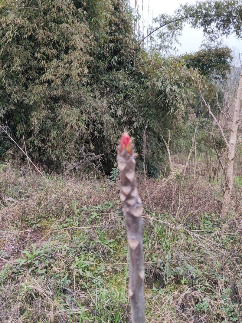 香椿