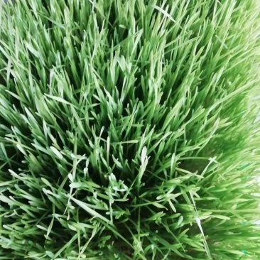 小麦草