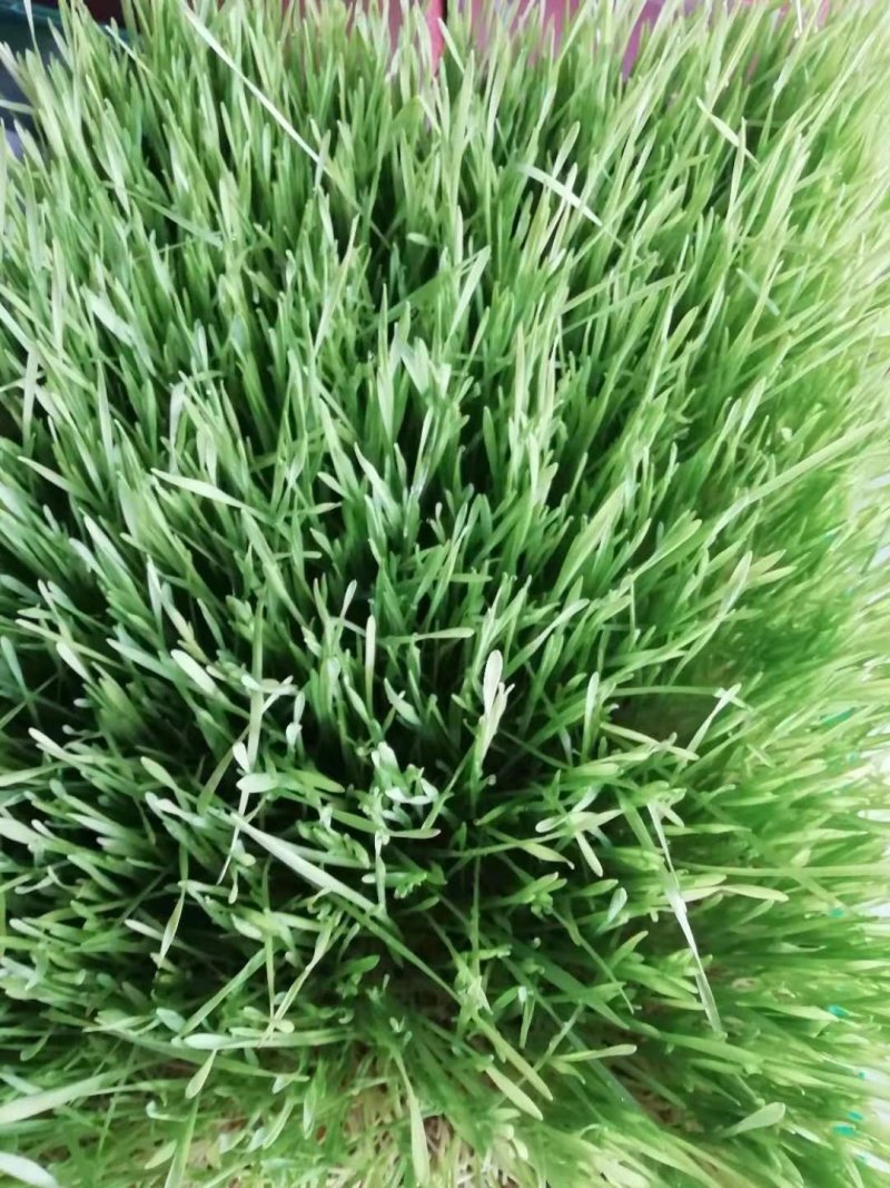 小麦草