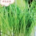 小麦草