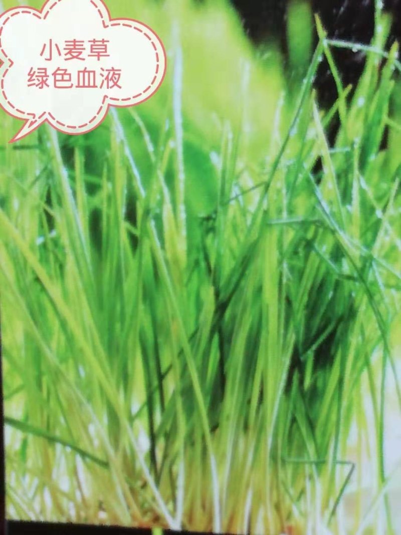 小麦草