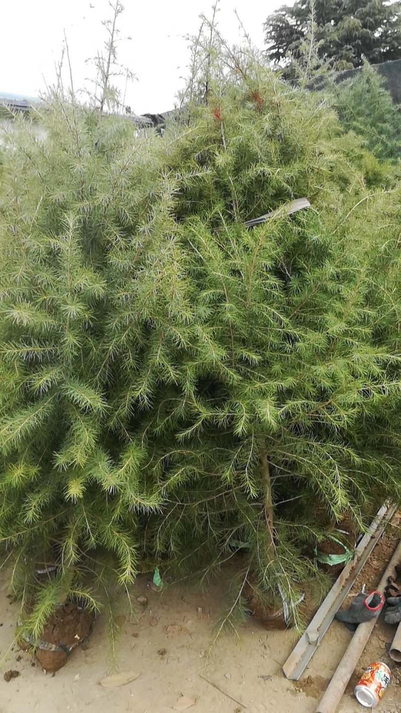 2米雪松，3米雪松，4米雪松，5米雪松，视频看货