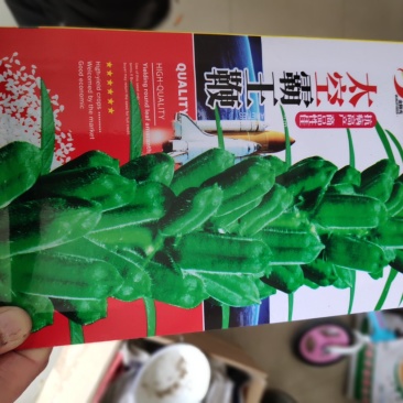 白芝麻种子一太空霸王鞭