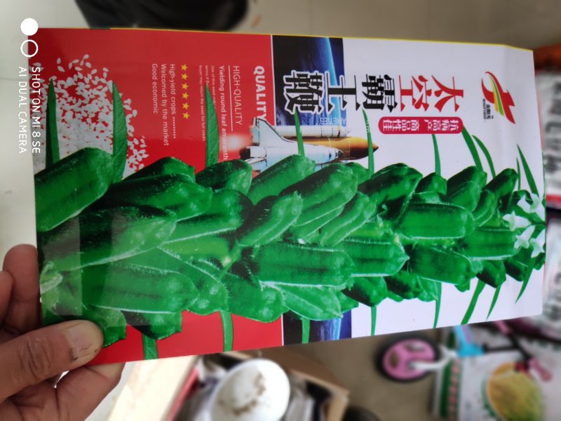 白芝麻种子一太空霸王鞭