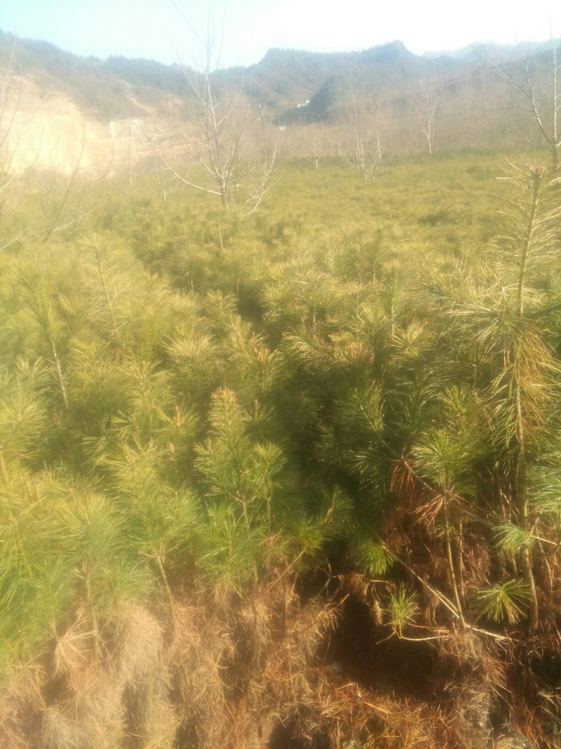 白皮松，华山松，金丝倒柳