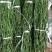 明日见植条大分一号植条，皇帝柑枝条，美国糖桔植条质量保证