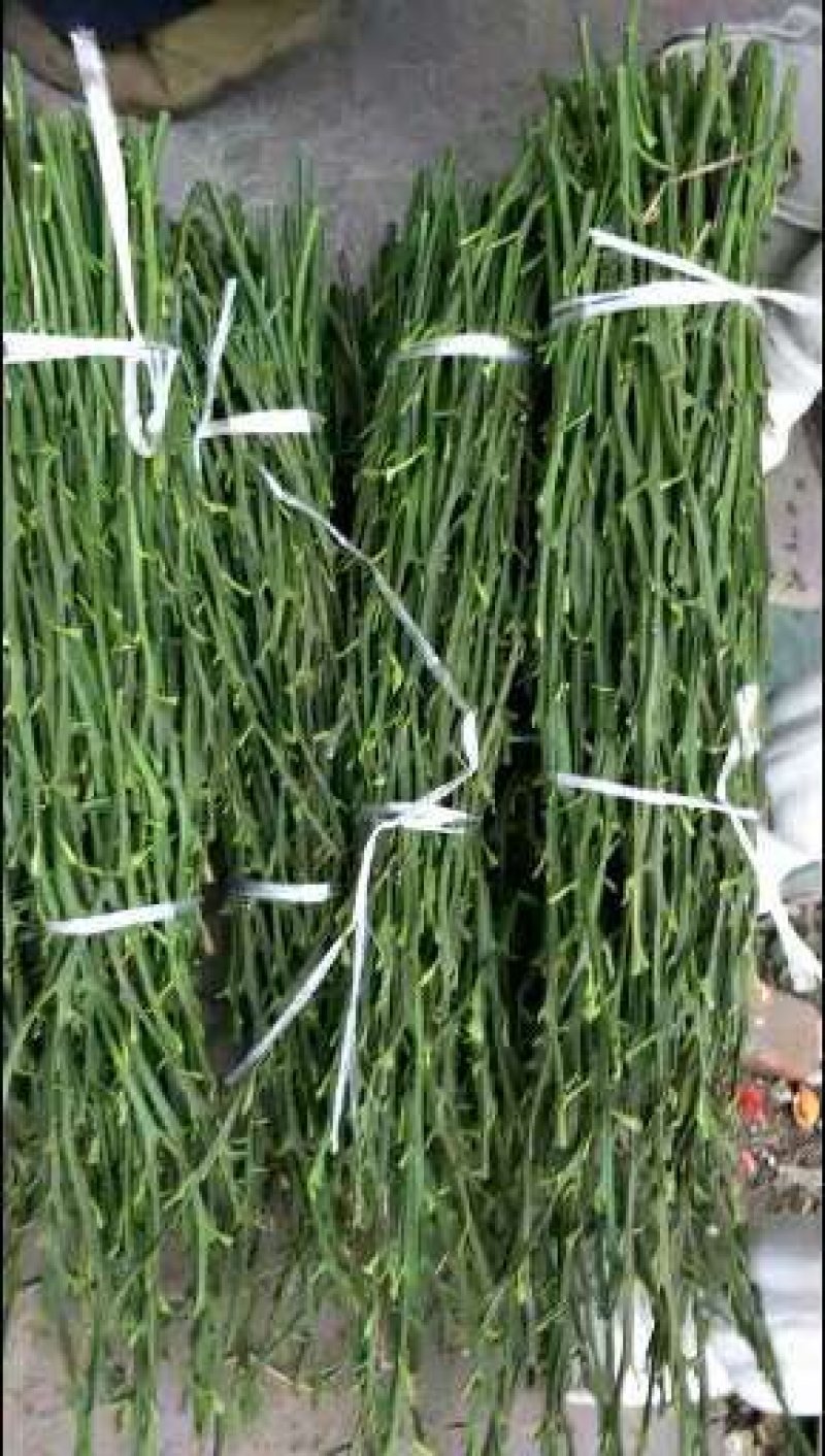 明日见植条大分一号植条，皇帝柑枝条，美国糖桔植条质量保证