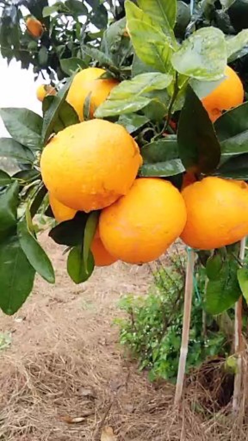明日见植条大分一号植条，皇帝柑枝条，美国糖桔植条质量保证