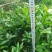 明日见植条大分一号植条，皇帝柑枝条，美国糖桔植条质量保证