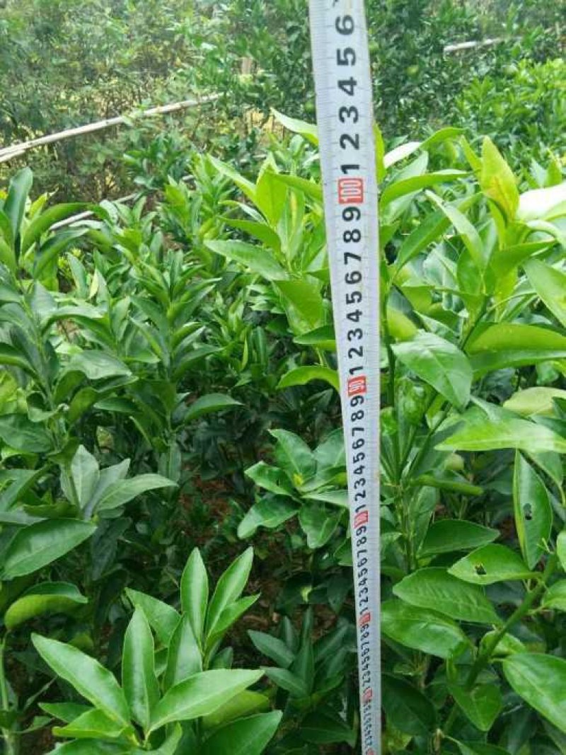 明日见植条大分一号植条，皇帝柑枝条，美国糖桔植条质量保证