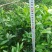 明日见植条大分一号植条，皇帝柑枝条，美国糖桔植条质量保证